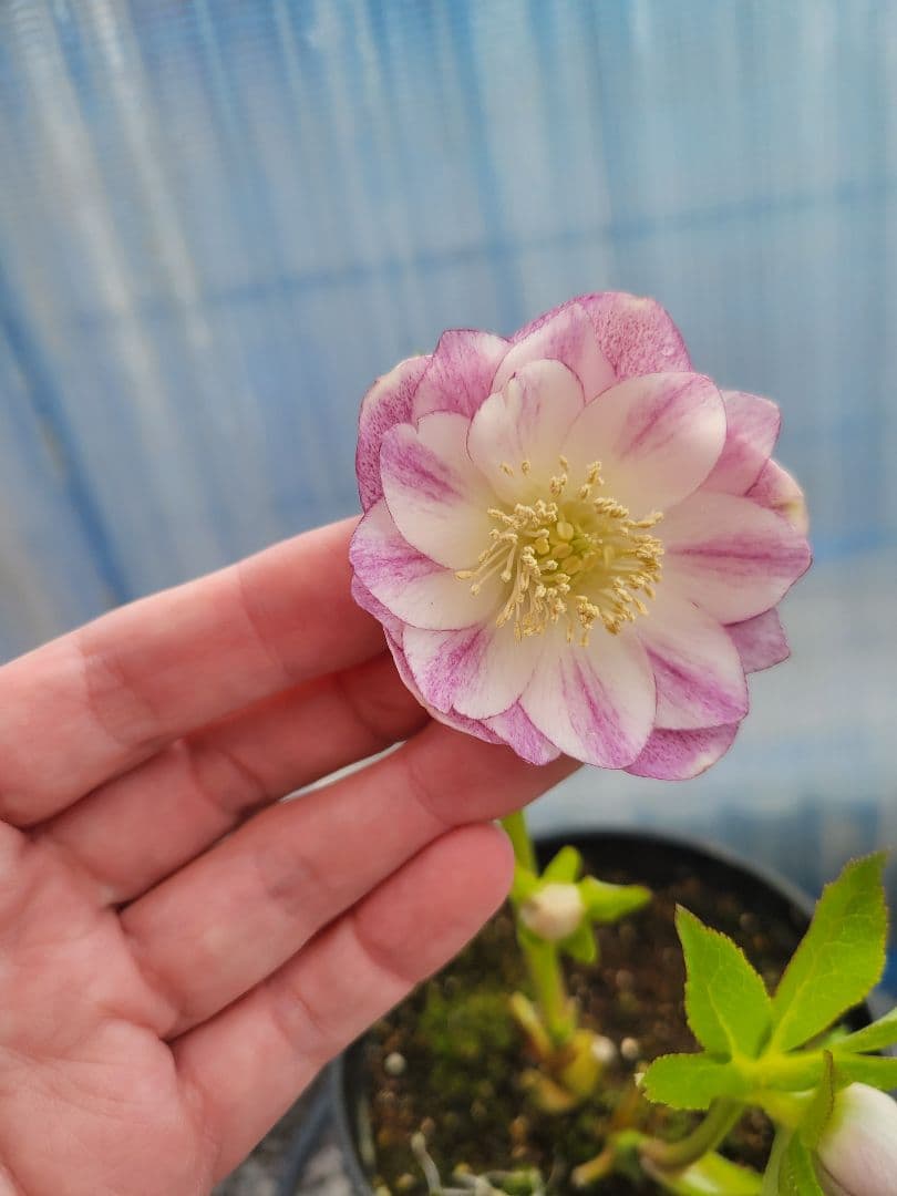 広瀬園芸　クリスマスローズ　ホワイトピンクグラデーション　ダブル