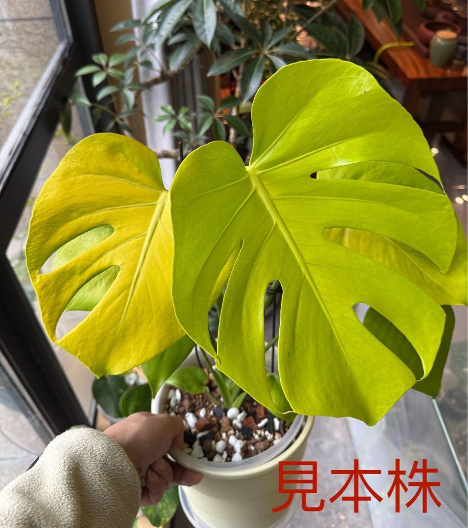 モンステラ　デリシオーサ ‘Triple Yellow’ 新種　黄金葉