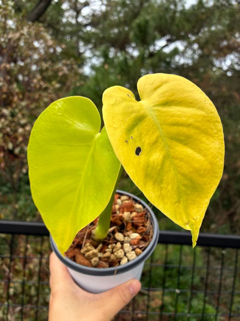 モンステラ　デリシオーサ ‘Triple Yellow’ 新種　黄金葉