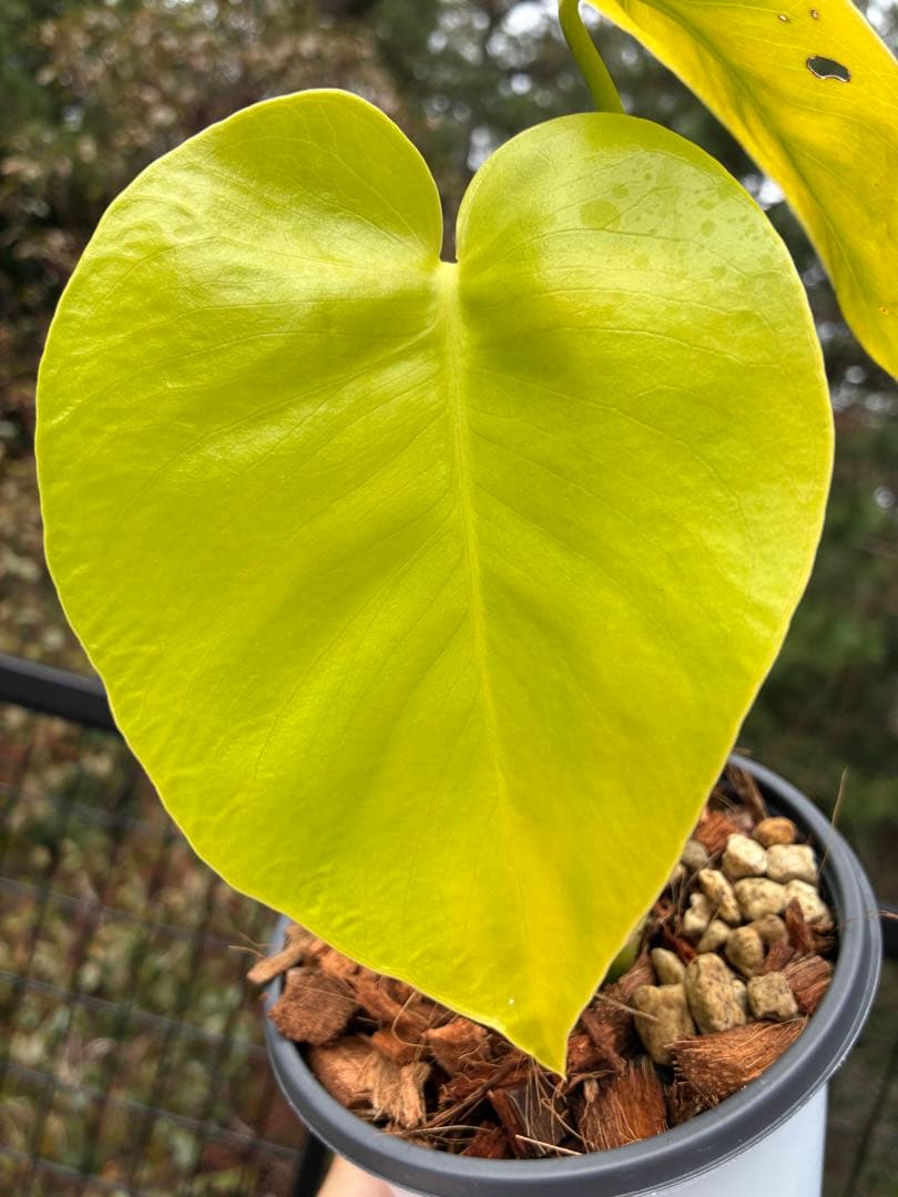 モンステラ　デリシオーサ ‘Triple Yellow’ 新種　黄金葉