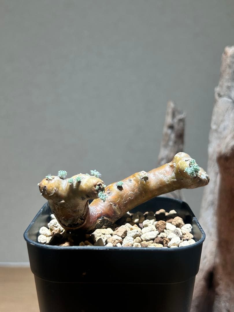 モンソニア　ムルチフィダ　B