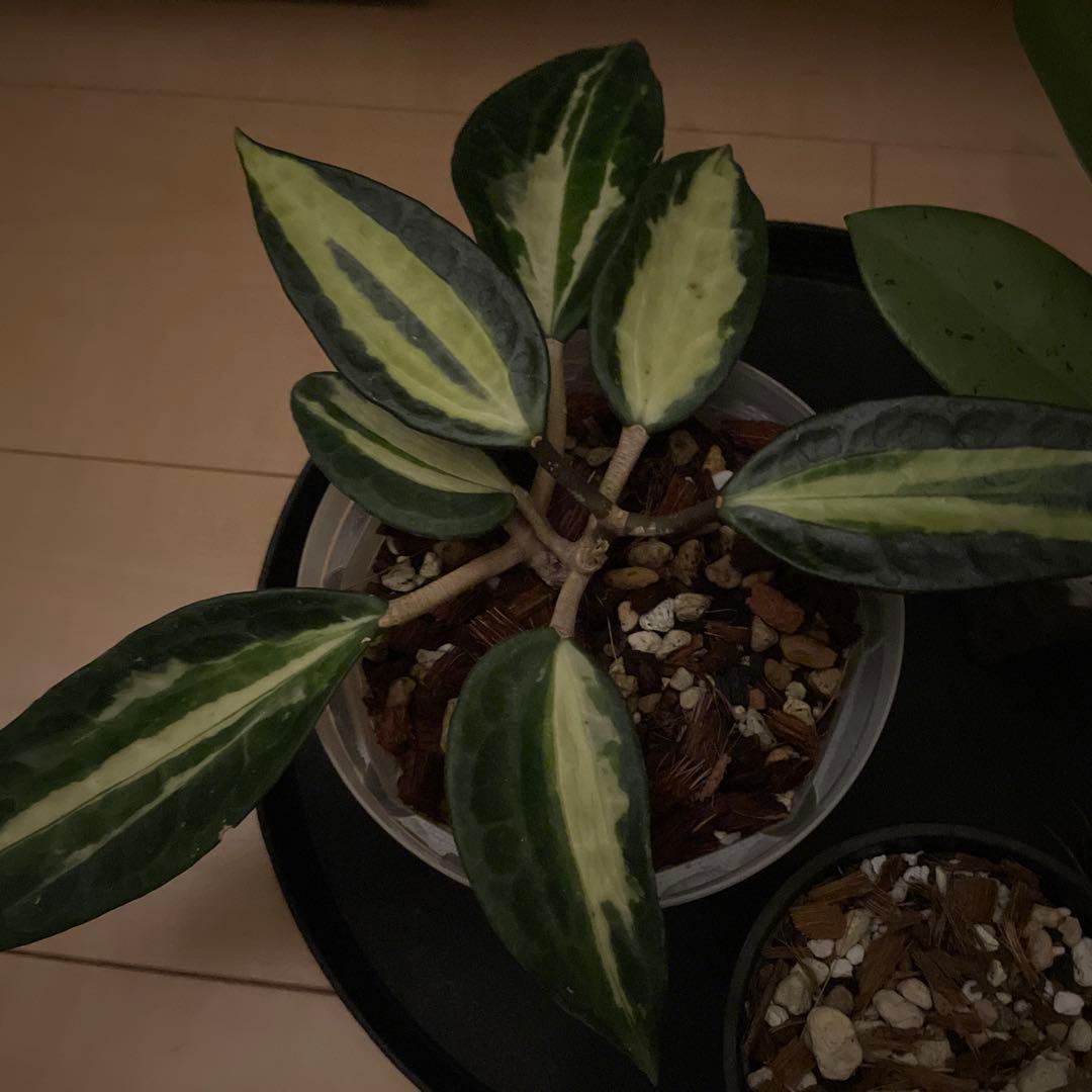 (S)ホヤ ポットオブゴールド