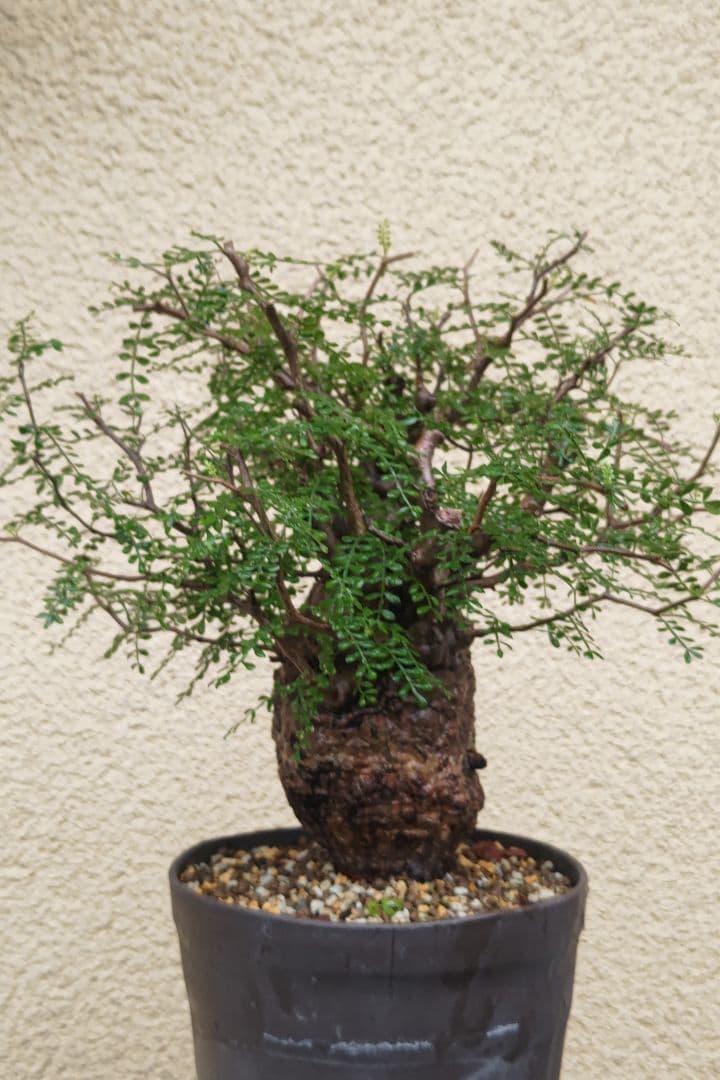 オペルクリカリアパキプス　ゆうまる