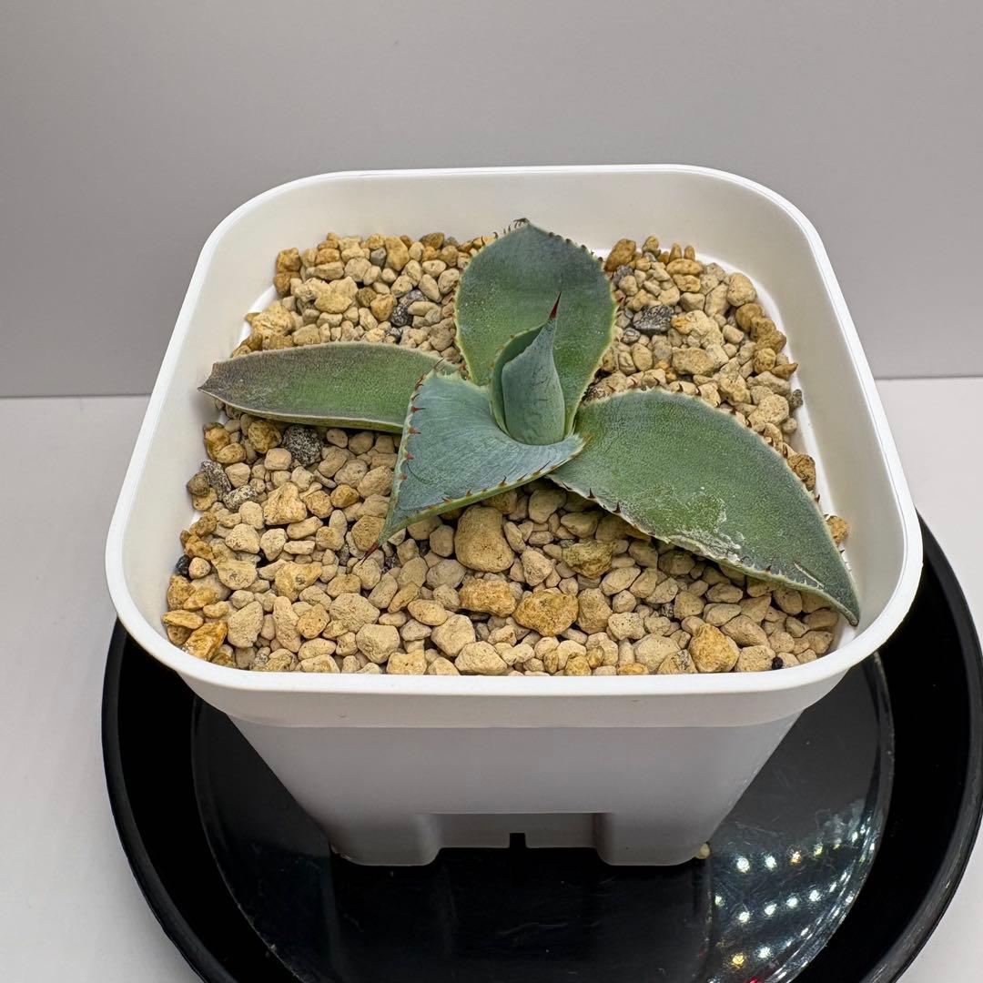 agave 'Illusion'④ TC【※発根済み】耐寒性抜群 US輸入株