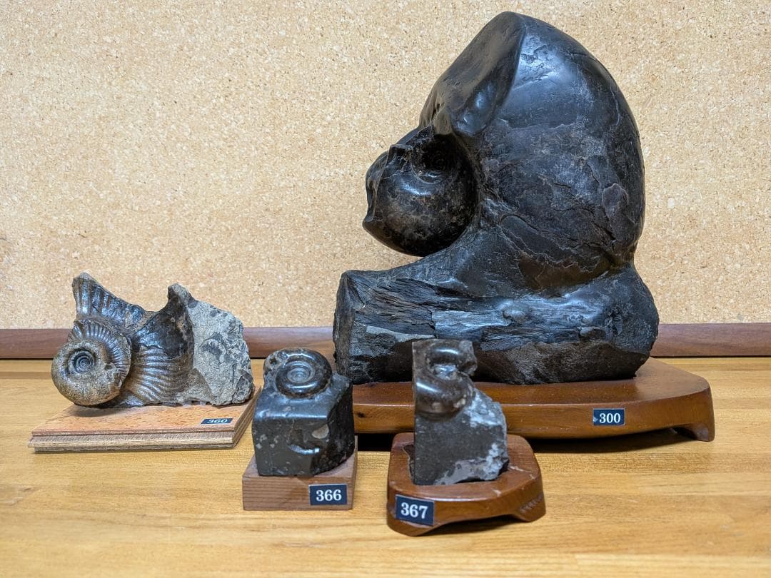 ueshin 出品 アンモナイト4点