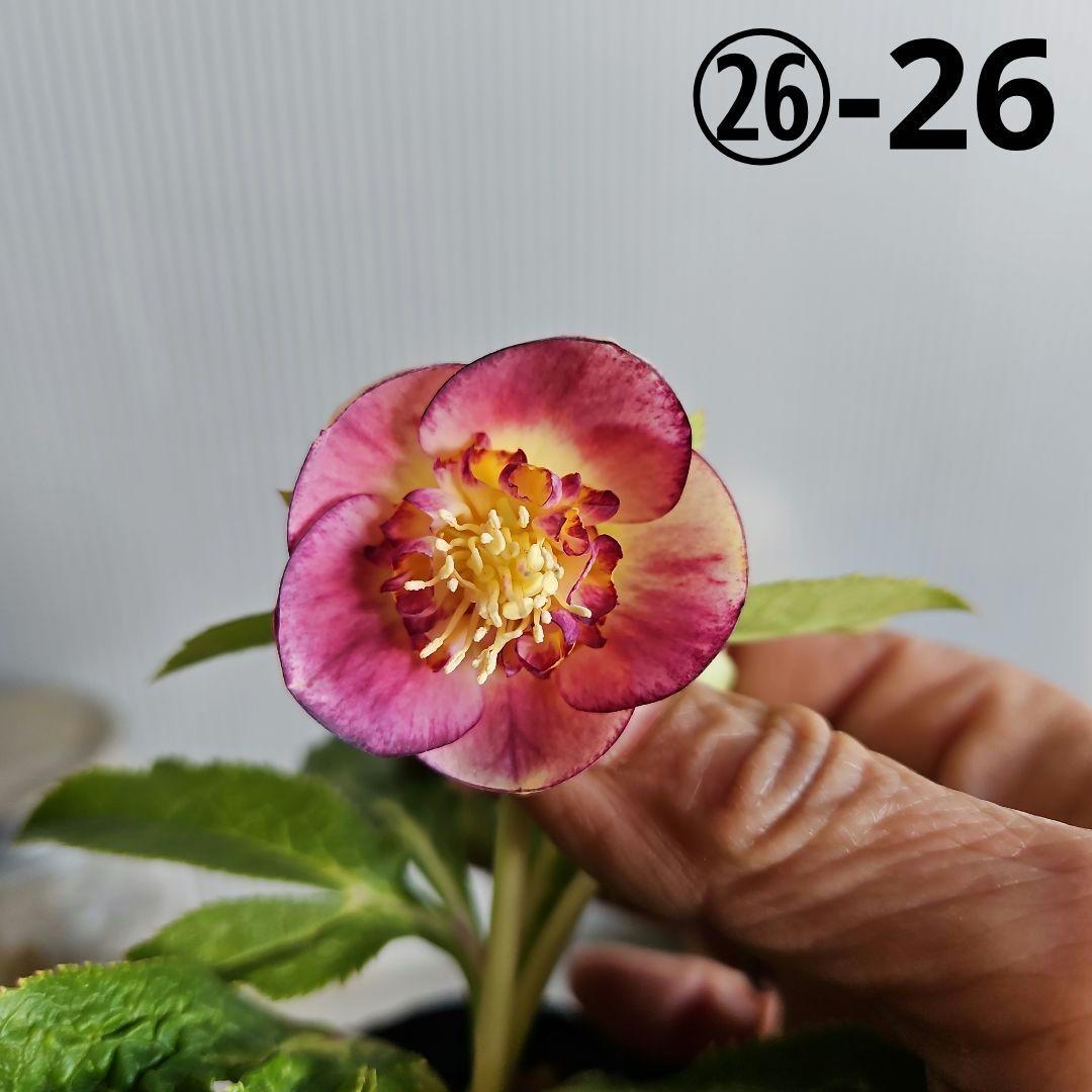 K.様ご購入苗㉖-26㉖-27クリスマスローズ