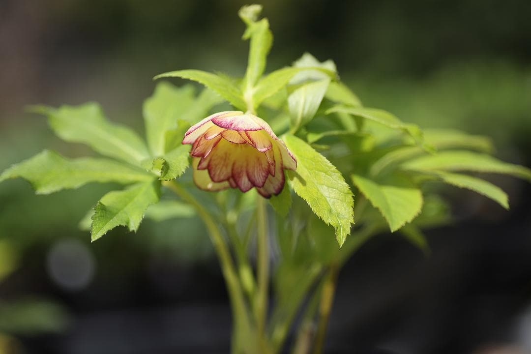 クリスマスローズ 開花実績株 DDレインボーhyb