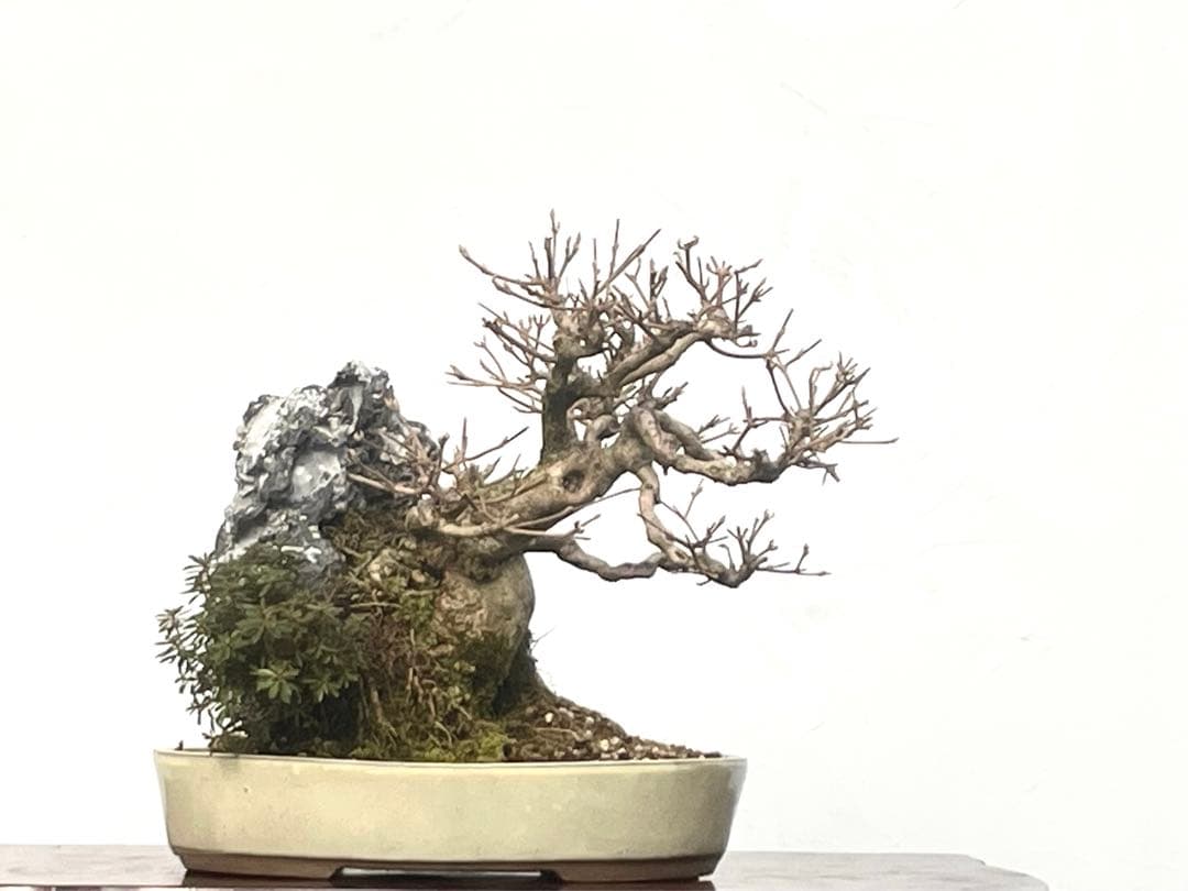 三河盆栽　紫式部と早乙女小町の石付　盆栽