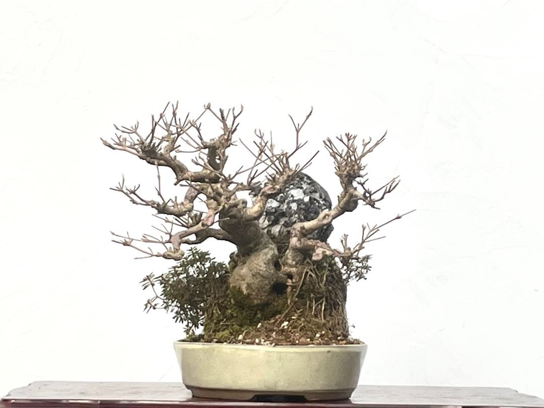 三河盆栽　紫式部と早乙女小町の石付　盆栽