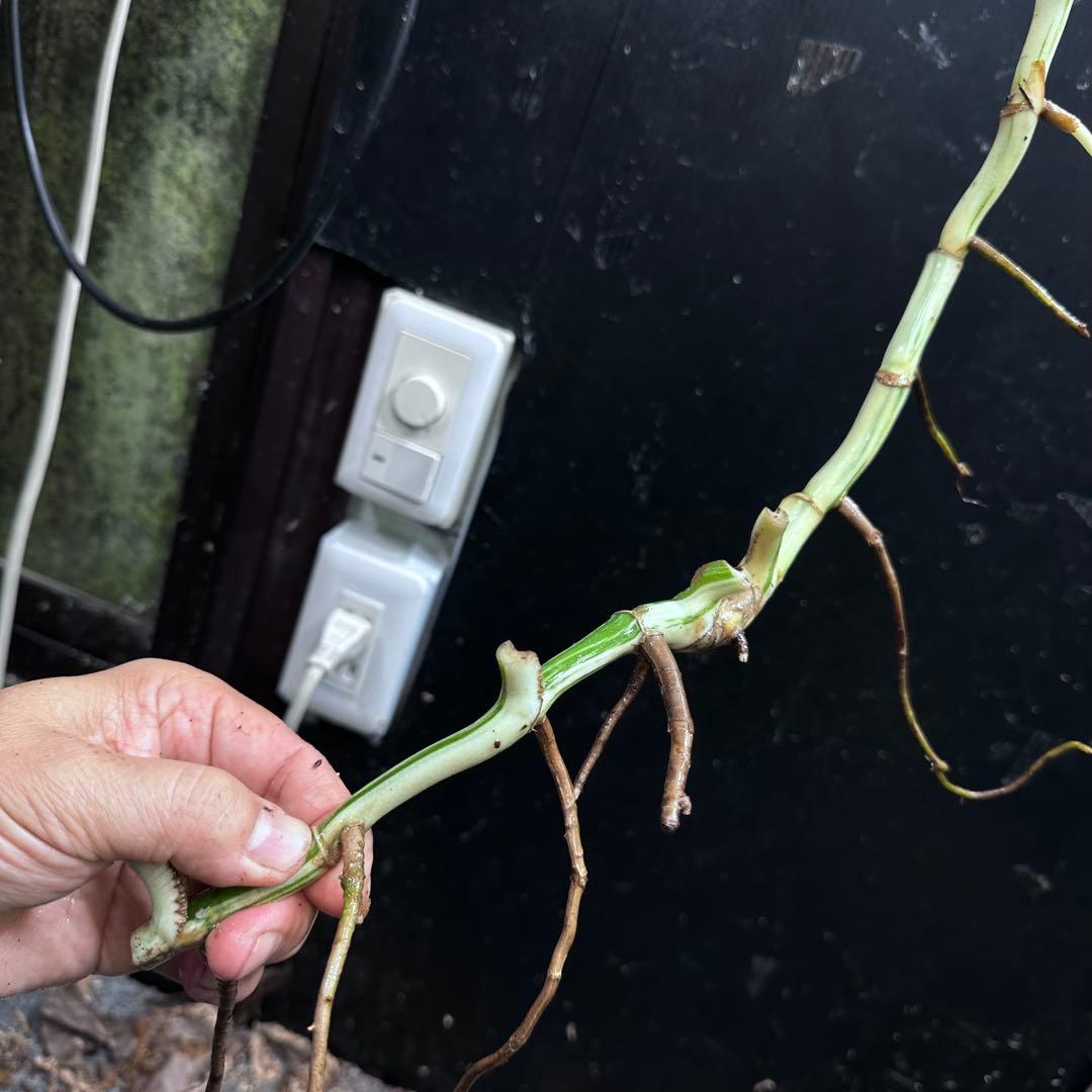 ゴ*ー様 斑入りモンステラホワイトタイガー大茎5株おまとめ