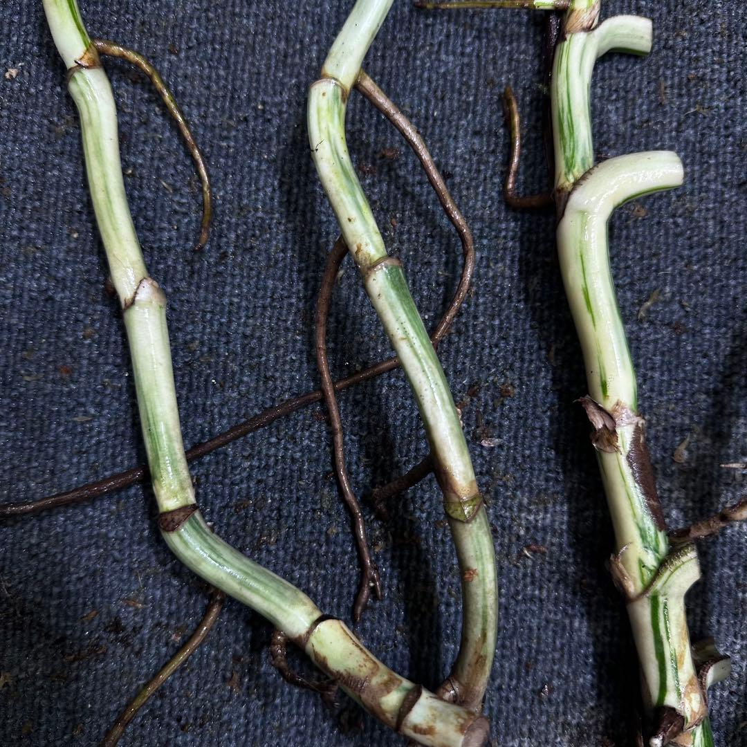 ゴ*ー様 斑入りモンステラホワイトタイガー大茎5株おまとめ