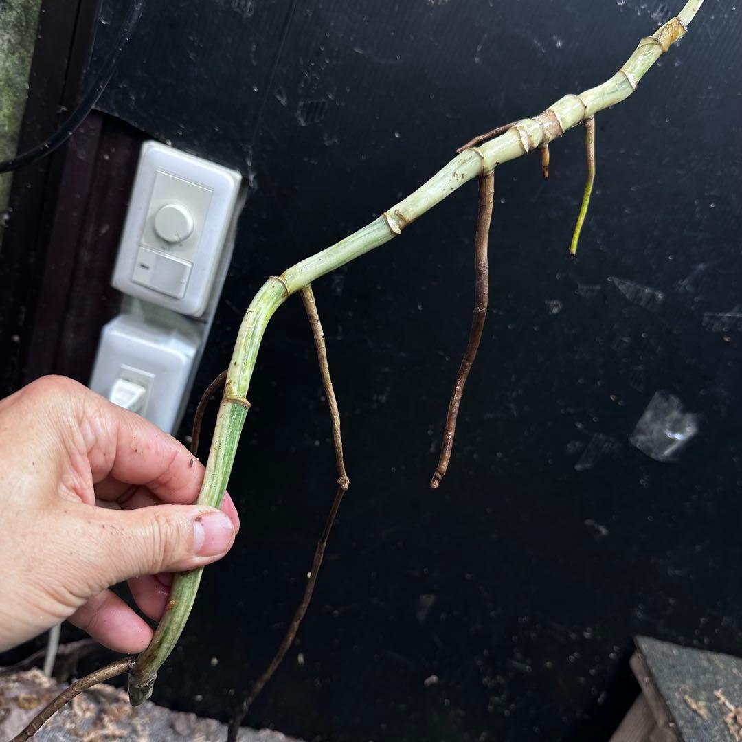 ゴ*ー様 斑入りモンステラホワイトタイガー大茎5株おまとめ