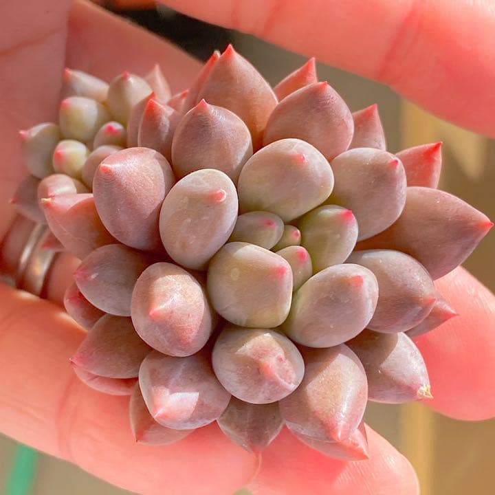 エンジェルフィンガーレッド