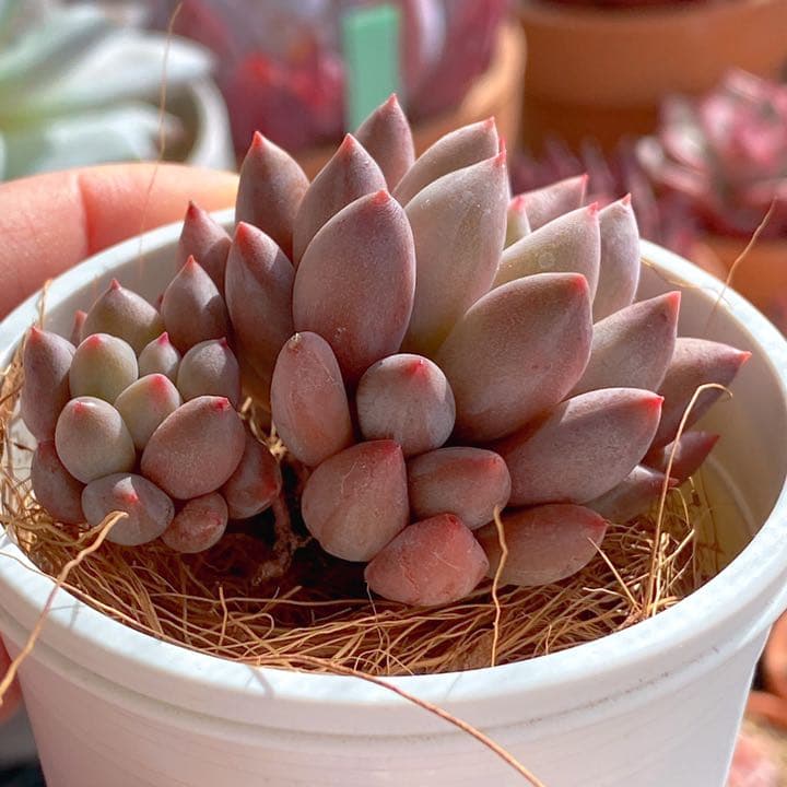 エンジェルフィンガーレッド