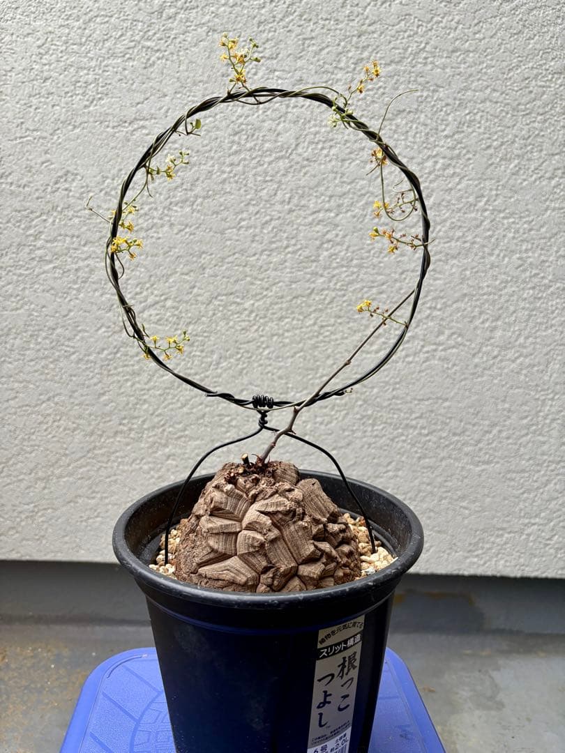 【伊右衛門】亀甲竜二株セット　ベアルート　発芽済み　鉢ごと