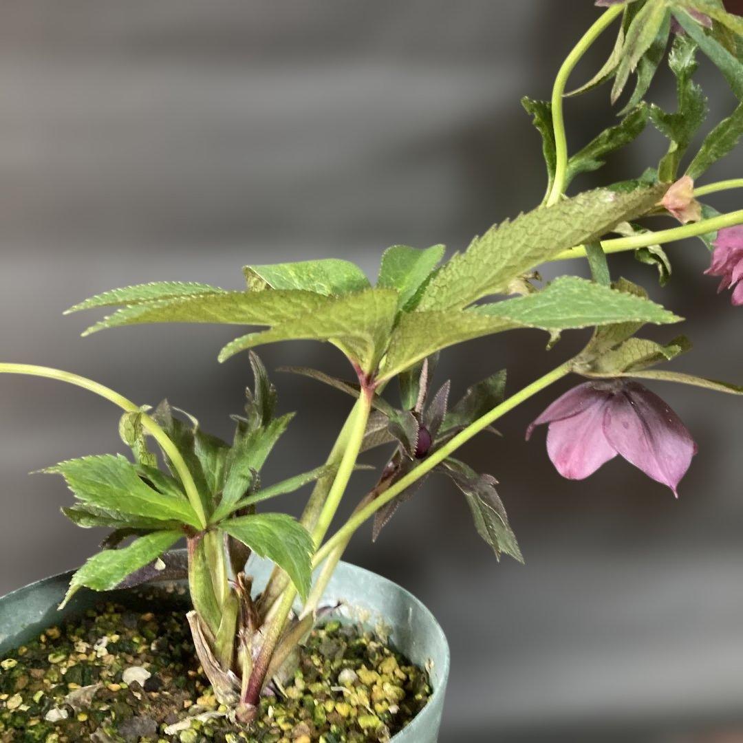 専用 流れ星様只今2/6まで検討中クリスマスローズ［ 雅 ]鉢花 紫