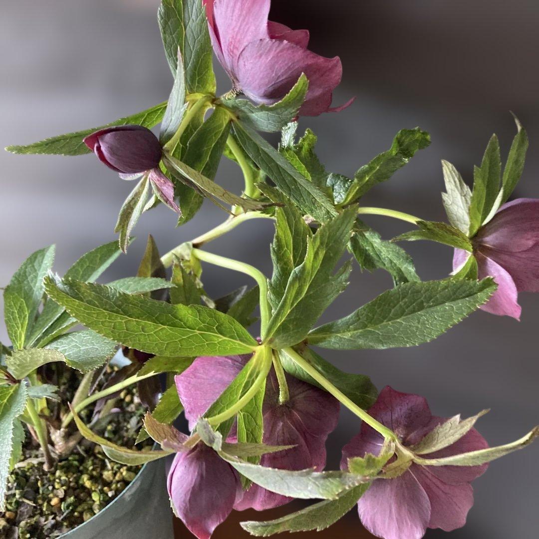 専用 流れ星様只今2/6まで検討中クリスマスローズ［ 雅 ]鉢花 紫