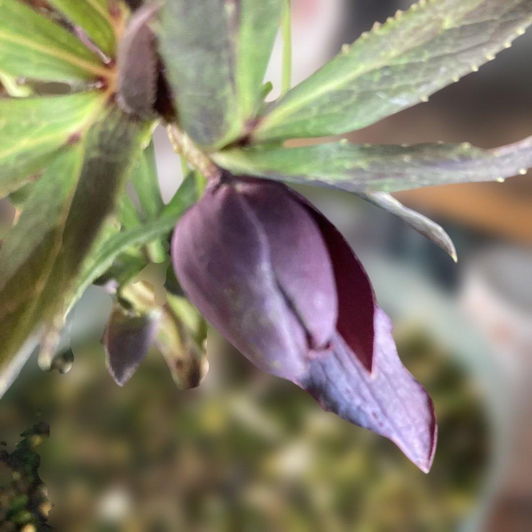 専用 流れ星様只今2/6まで検討中クリスマスローズ［ 雅 ]鉢花 紫