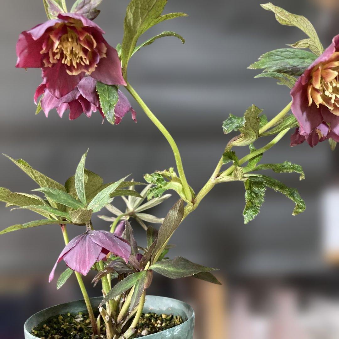 専用 流れ星様只今2/6まで検討中クリスマスローズ［ 雅 ]鉢花 紫