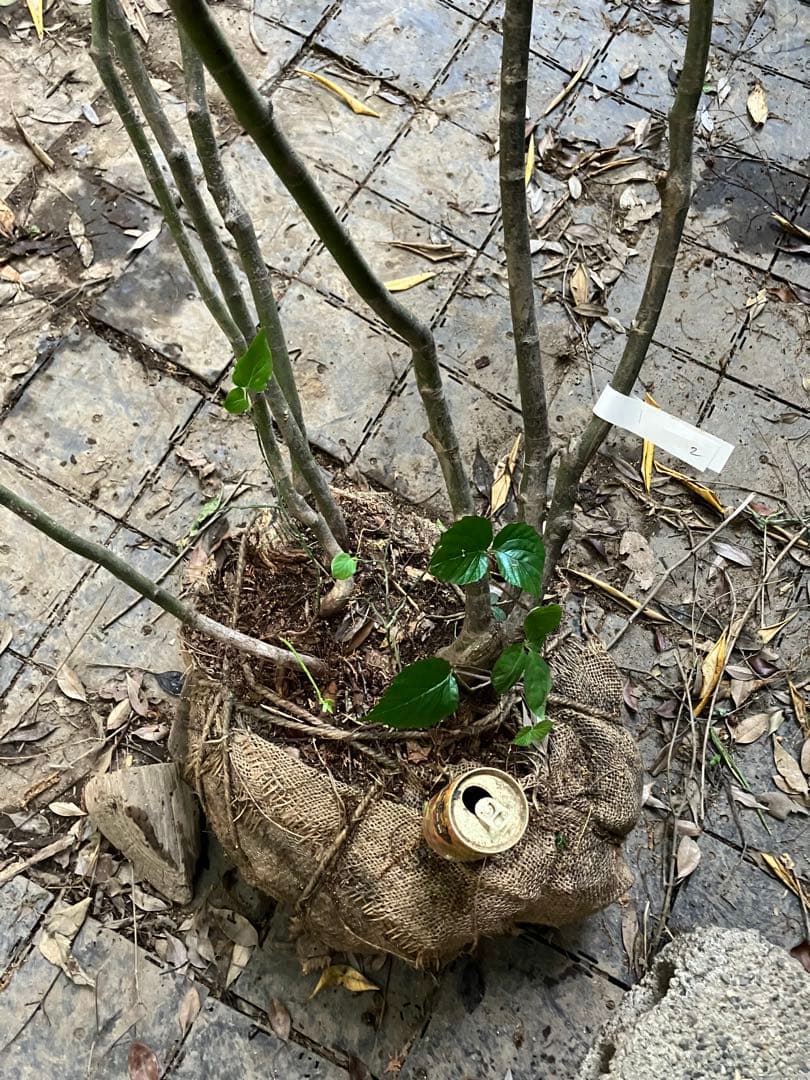 2 山採り　ヒナウチワカエデ