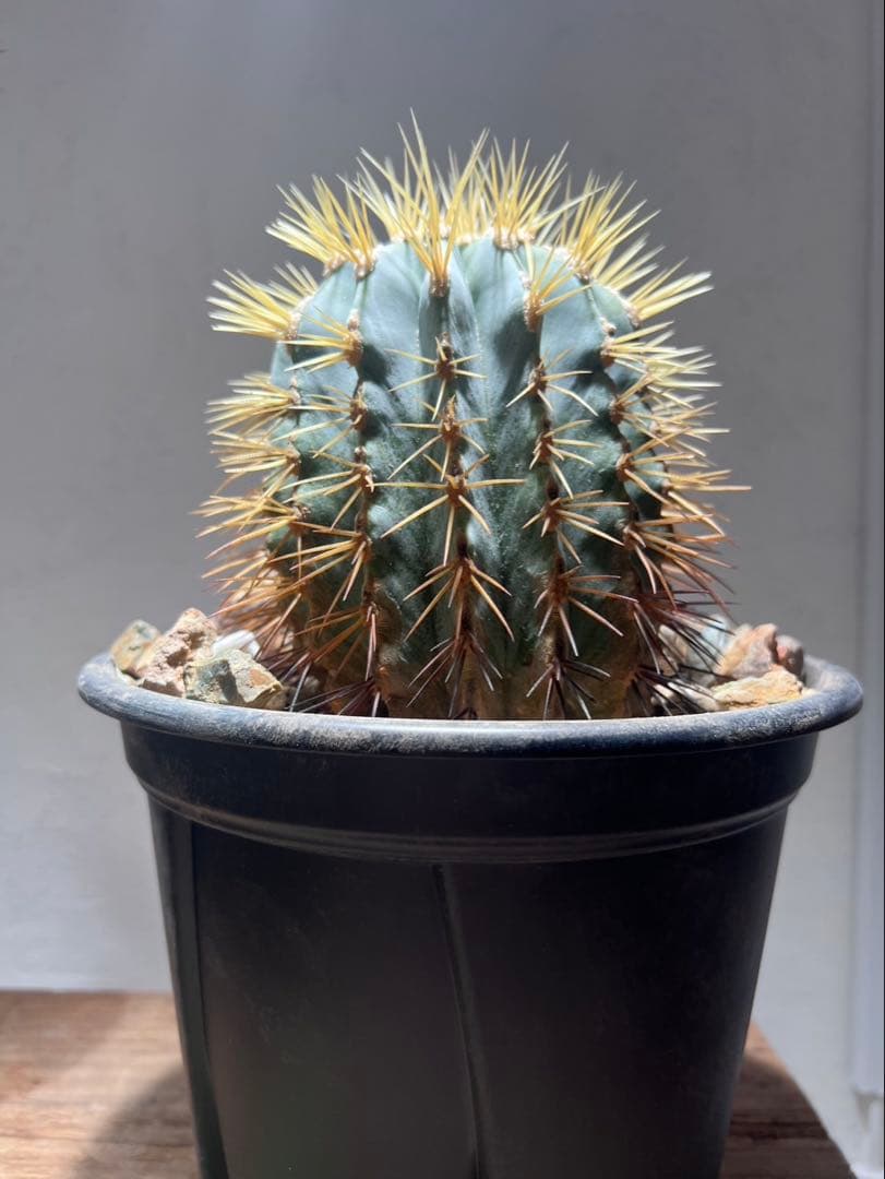 【L】フェロカクタス・王冠竜