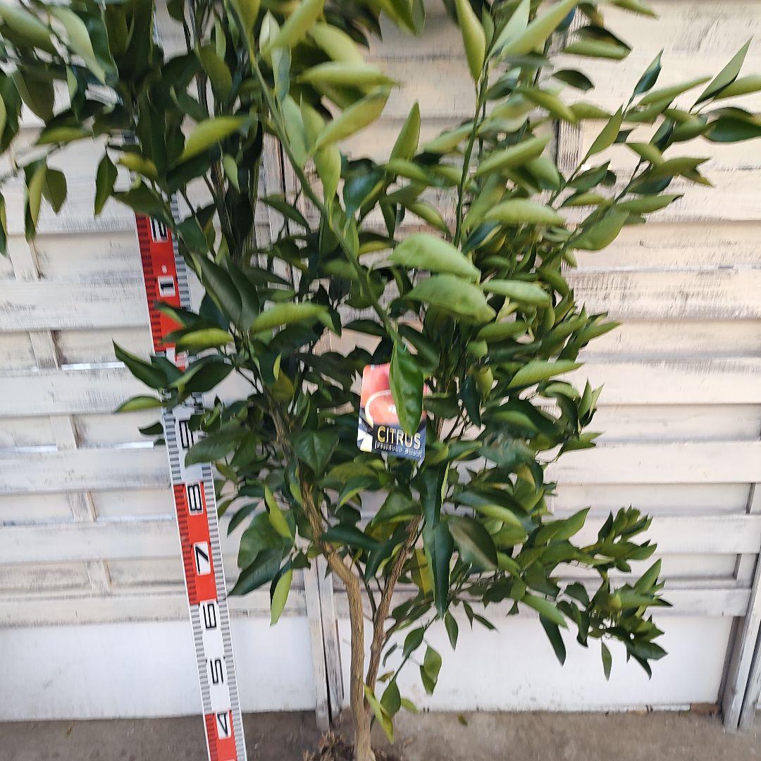 サイダーさま専用 他の方は 買えません ブラッドオレンジ モロ 5年生 大苗