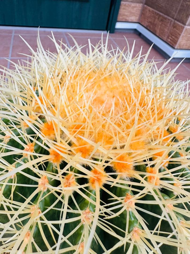 サボテン　金鯱【A】オレンジ色濃いめ　美株　ドライガーデン　ガーデニング