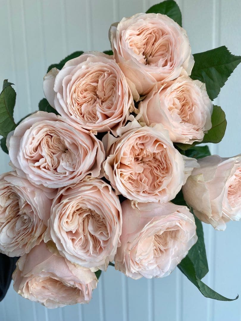 バラ苗切りバラ苗　P♡r♡dise beach Rose