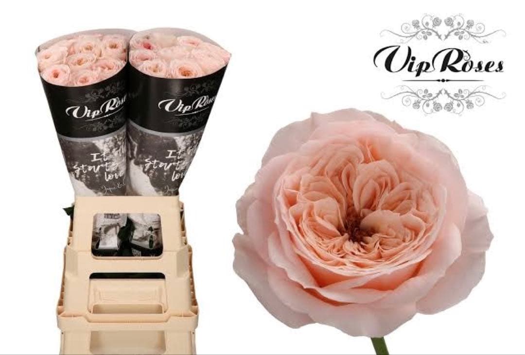 バラ苗切りバラ苗　P♡r♡dise beach Rose