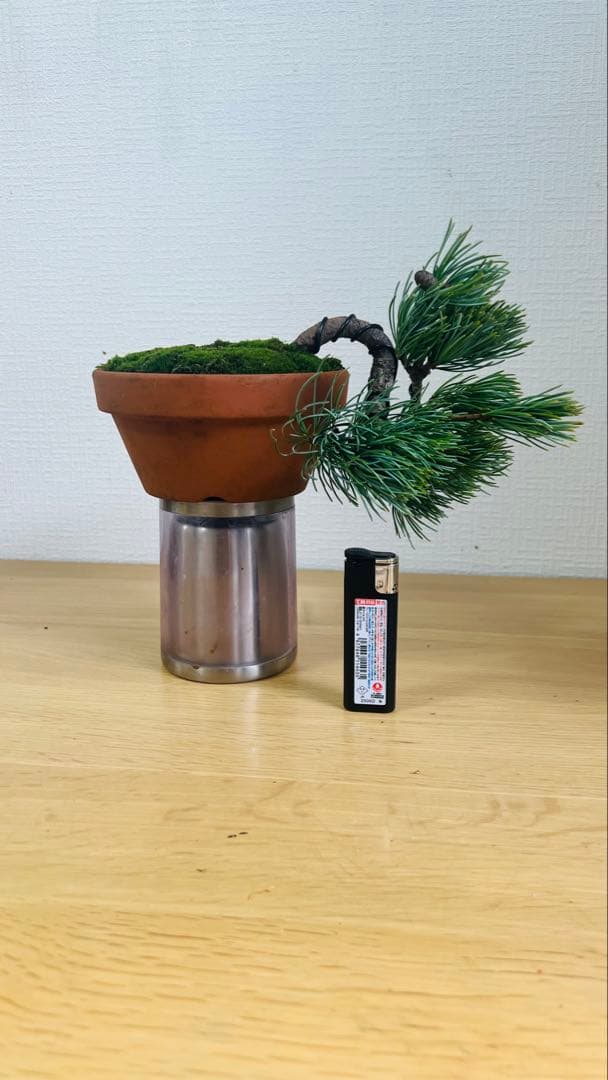 五葉松半懸崖盆栽