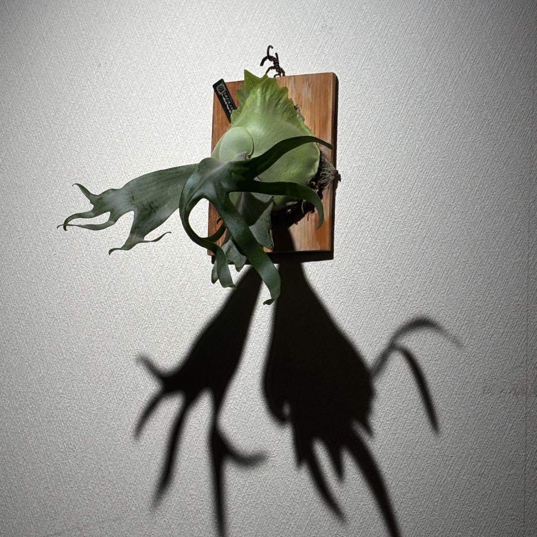 ビカクシダ P. Willinckii Bogor Mr. Suddan (OC)