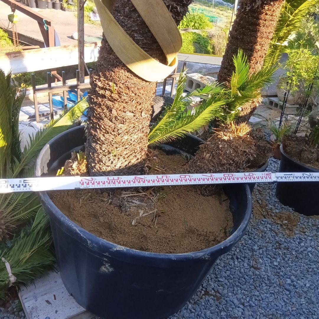 （売切ソテツ超巨大株2本立ち鉢付き曲がりあり