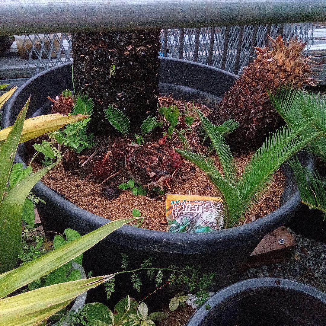 （売切ソテツ超巨大株2本立ち鉢付き曲がりあり