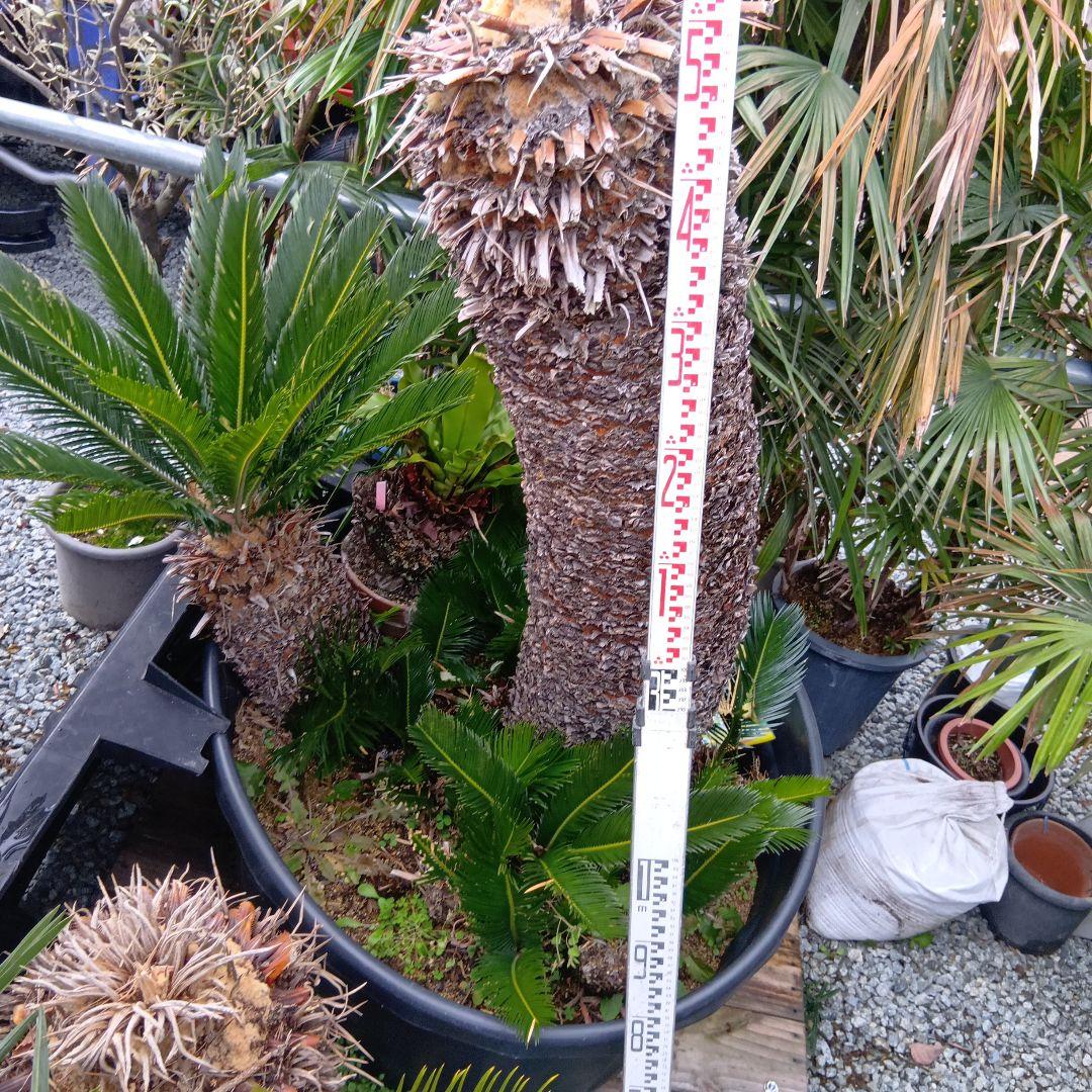 （売切ソテツ超巨大株2本立ち鉢付き曲がりあり