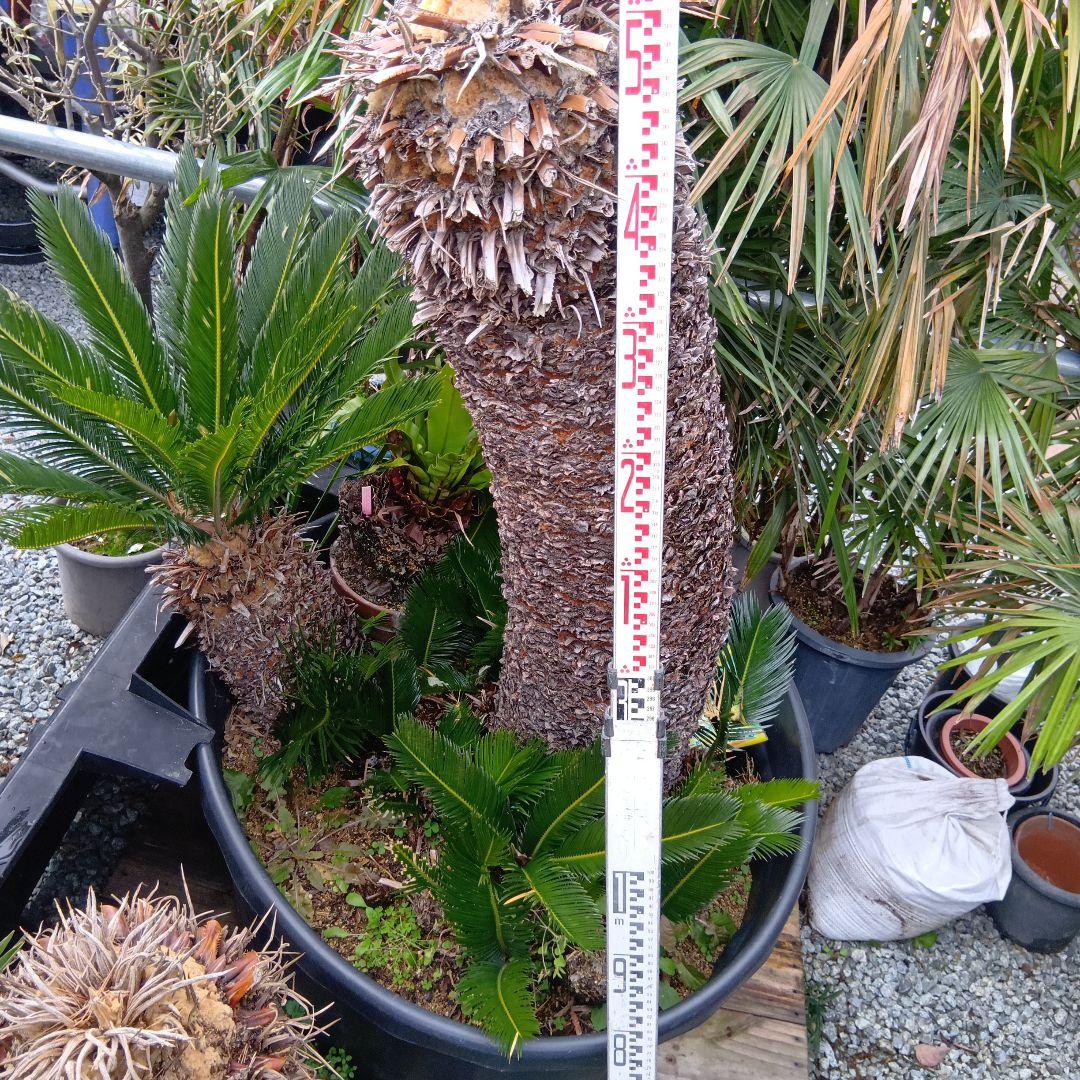 （売切ソテツ超巨大株2本立ち鉢付き曲がりあり