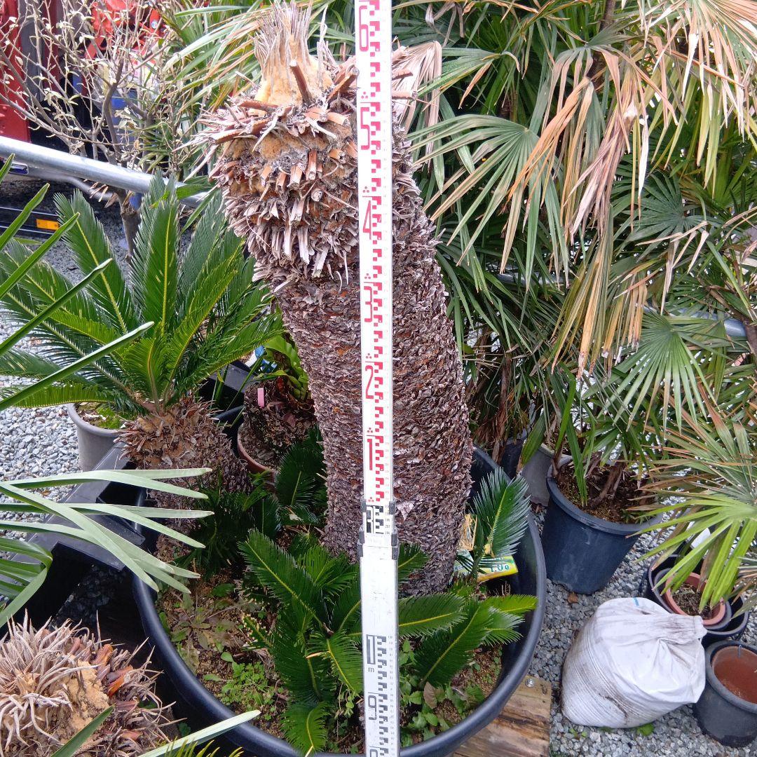 （売切ソテツ超巨大株2本立ち鉢付き曲がりあり