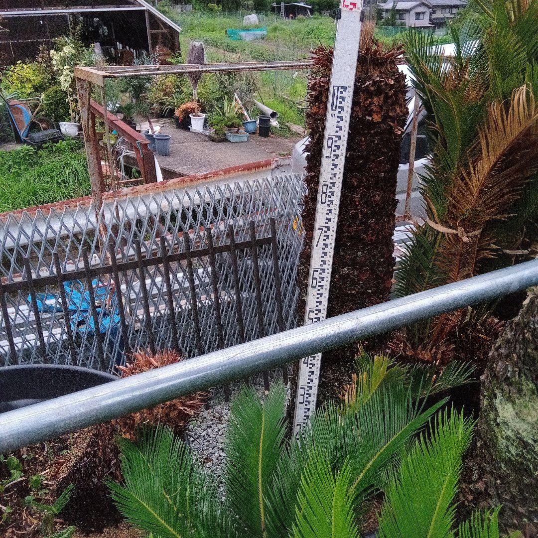 （売切ソテツ超巨大株2本立ち鉢付き曲がりあり