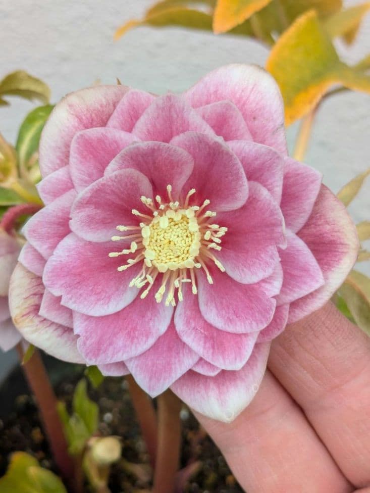 広瀬園芸 クリスマスローズ【ソレイユ系】オーレア多弁リバーシブルdd 極上品