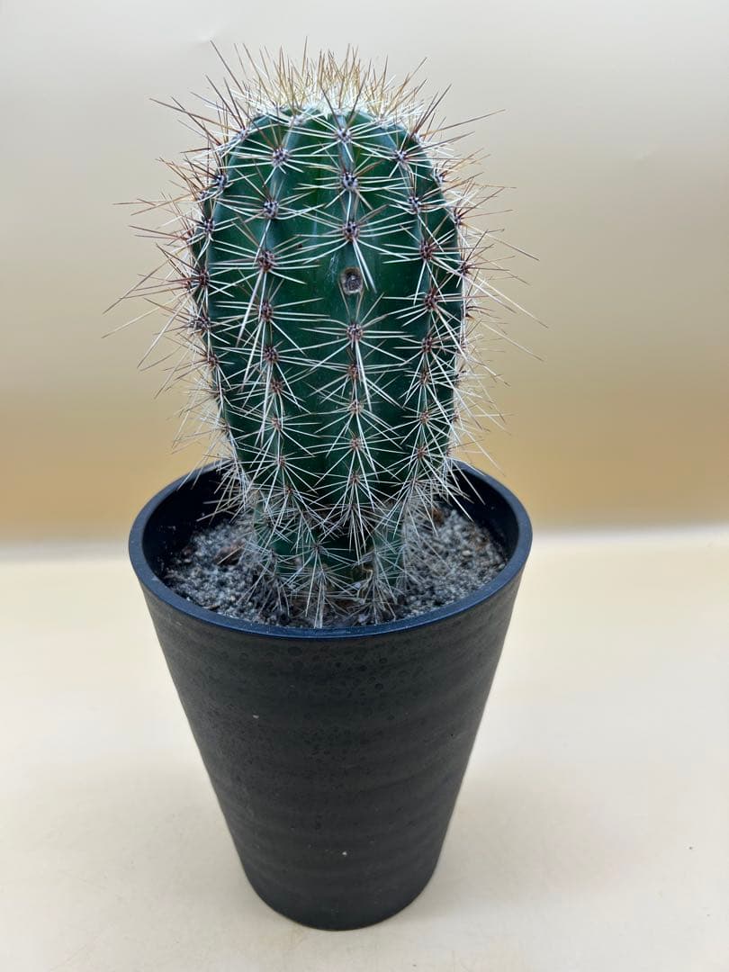 弁慶柱　5号鉢