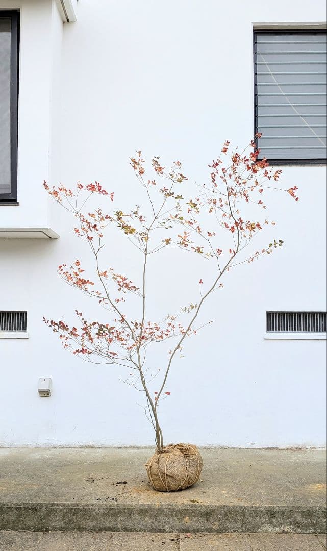 無限の色を。山採りドウダンツツジ。
