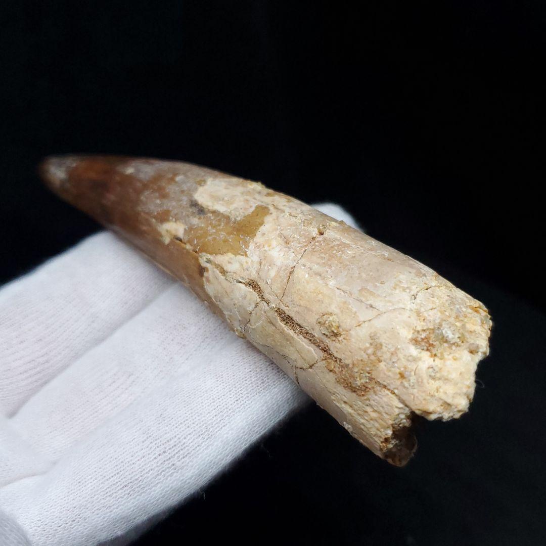 美品 スピノサウルス 本物 モロッコ産 96.73mm  sp433