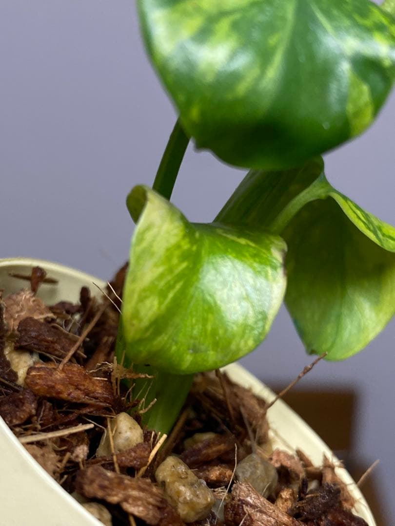 山*本様 ③【超希少‼️】モンステラ　エレクトロライト　斑入り　レア　人気　メル