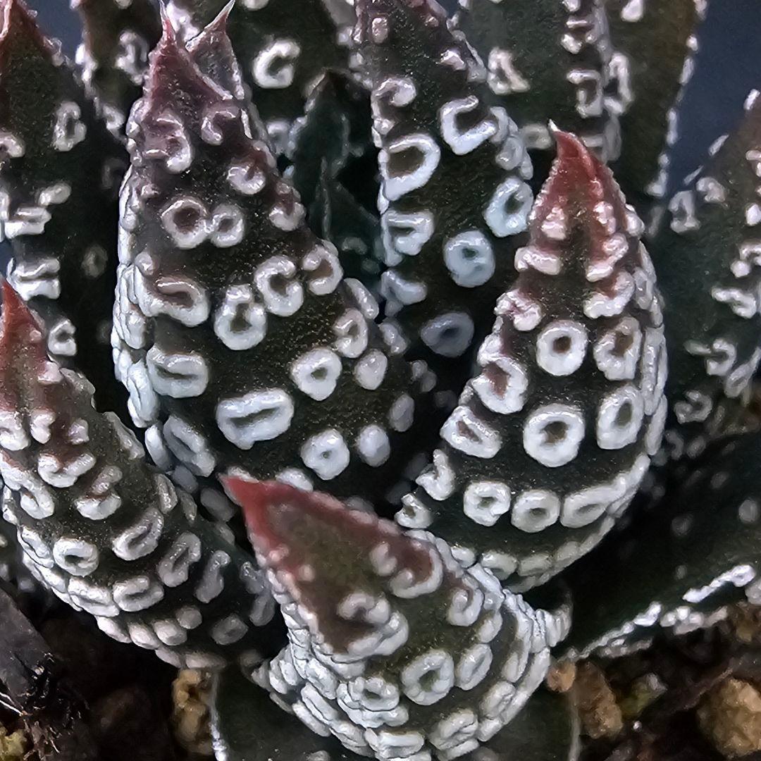 メルカリ便発送☆多肉植物 ハオルチア パイプの煙