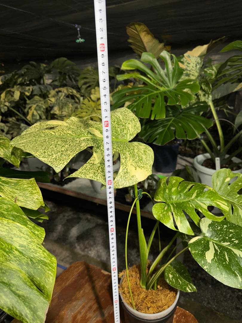 す*る様 1モンステラ　タイコンステレーション　スターライト