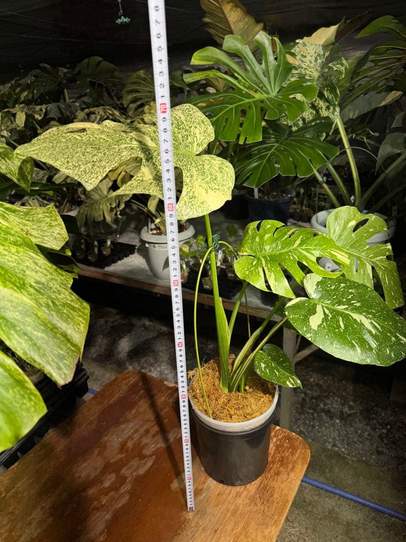 す*る様 1モンステラ　タイコンステレーション　スターライト