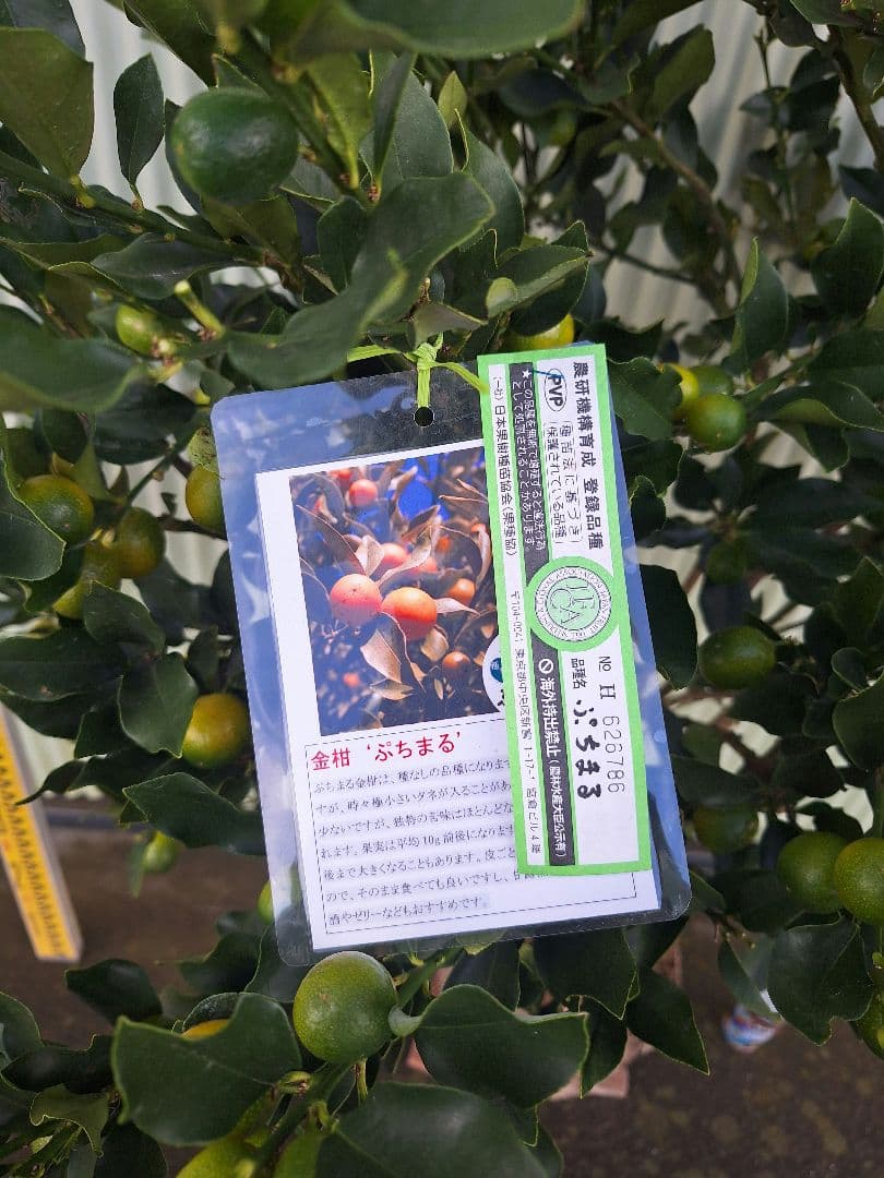 ぷちまる金柑　大苗木　(種無し金柑)