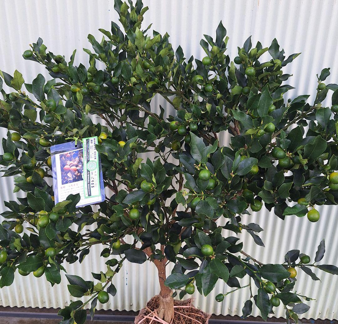 ぷちまる金柑　大苗木　(種無し金柑)