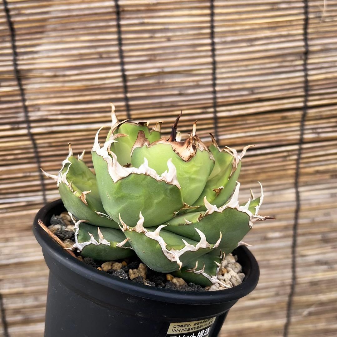 台湾　デニス　ノーネーム