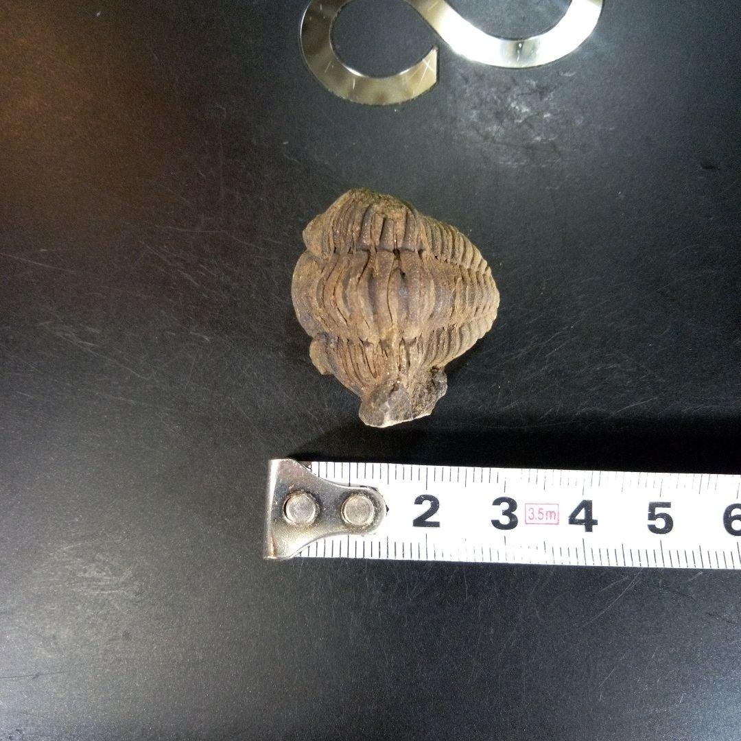 三葉虫　化石　ボリビア産　南アメリカ　trilobite　Bolivia三葉虫②