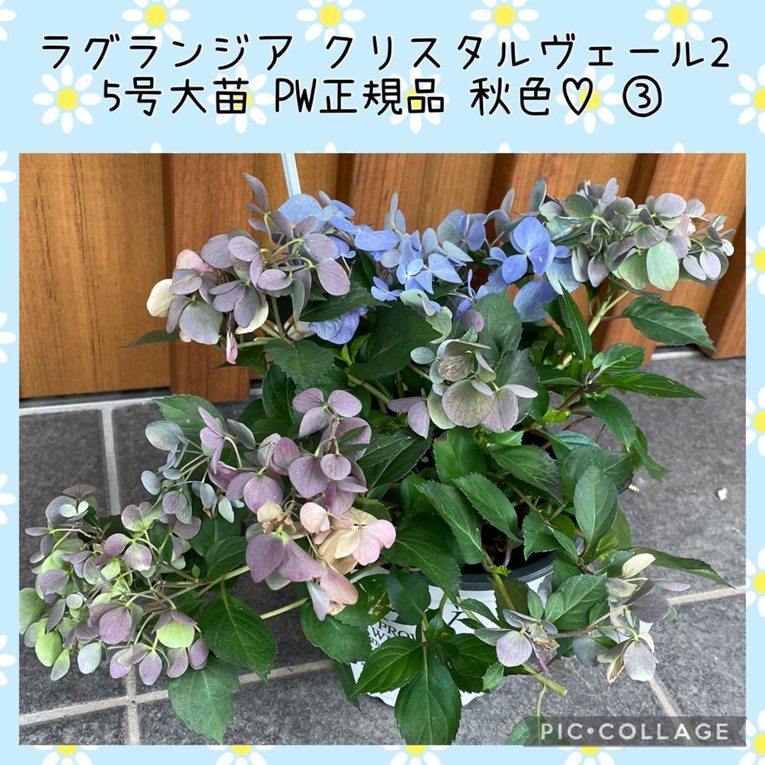 【花苗】5号大苗 PW 正規品 ラグランジア クリスタルヴェール2　現品発送　③